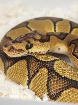 Specially Bred Ball Python