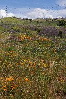 San Francisco Bay Area Wildflower Superbloom In Full Effect