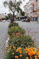 San Francisco Bay Area Wildflower Superbloom In Full Effect