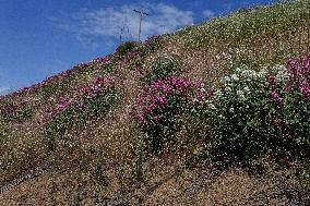 San Francisco Bay Area Wildflower Superbloom In Full Effect