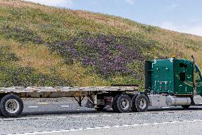 San Francisco Bay Area Wildflower Superbloom In Full Effect