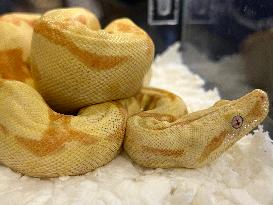 Specially Bred Albino Boa