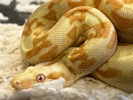 Specially Bred Albino Boa