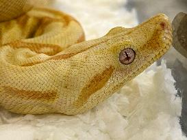 Specially Bred Albino Boa