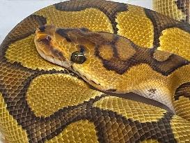 Specially Bred Ball Python