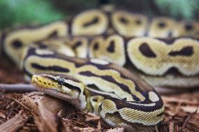 Specially Bred Ball Python