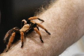 Tarantula Crawls Along A Mans Arm