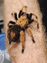 Tarantula Crawls Along A Mans Arm