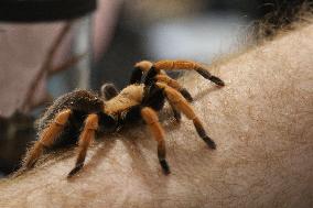 Tarantula Crawls Along A Mans Arm