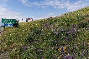 San Francisco Bay Area Wildflower Superbloom In Full Effect