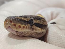 Specially Bred Ball Python