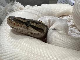 Specially Bred Ball Python