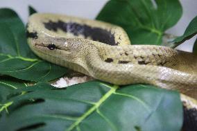 Celebes Ratsnake