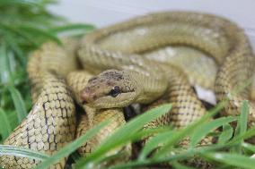 Celebes Ratsnake