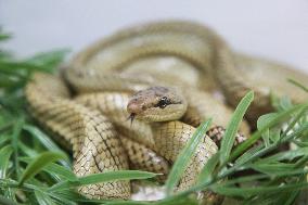 Celebes Ratsnake