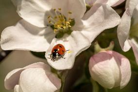 Apple trees bloom in spring