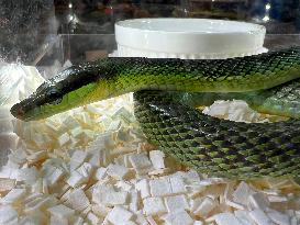 Red-tailed Green Ratsnake