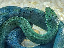 Rein Snake