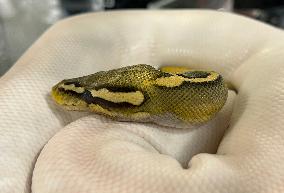 Specially Bred Ball Python