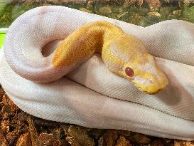 Specially Bred Albino Ball Python