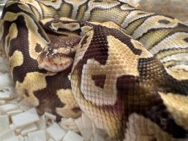 Specially Bred Male Ball Python