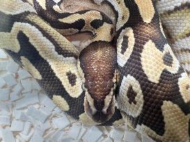 Specially Bred Male Ball Python