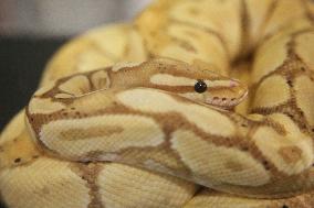 Specially Bred Ball Python