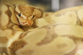 Specially Bred Ball Python