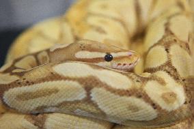 Specially Bred Ball Python