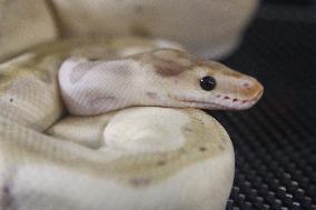 Specially Bred Female Ball Python