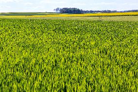 Agricultural Season In Poland Amin Market Chaos