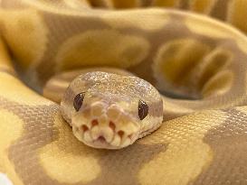 Specially Bred Ball Python