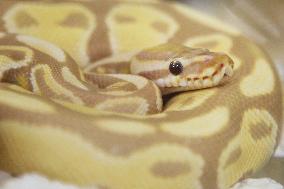 Specially Bred Ball Python