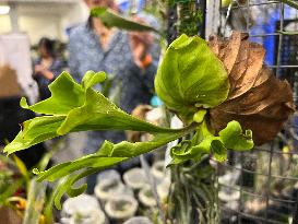 Plant Expo In Mississauga