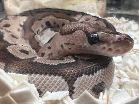 Specially Bred Ball Python