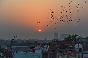 INDIA-NEW DELHI-PIGEON