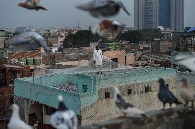 INDIA-NEW DELHI-PIGEON