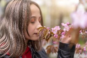 RUSSIA-VLADIVOSTOK-CHERRY BLOSSOMS