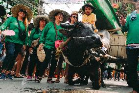 Kneeling Carabao Festival In The Philippines