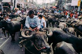 Kneeling Carabao Festival In The Philippines