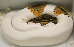 Specially Bred Male Ball Python