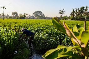 Living The Island Life In Bali, Indonesia