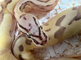 Specially Bred Ball Python