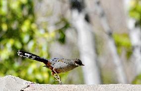 CHINA-TIBET-LHASA-BIRDS (CN)