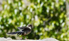 CHINA-TIBET-LHASA-BIRDS (CN)