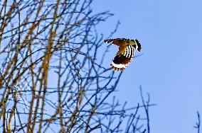 CHINA-TIBET-LHASA-BIRDS (CN)