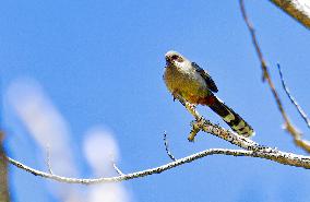 CHINA-TIBET-LHASA-BIRDS (CN)