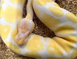 Albino Ball Python