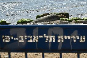 ISRAEL-TEL AVIV-MEDITERRANEAN MONK SEAL