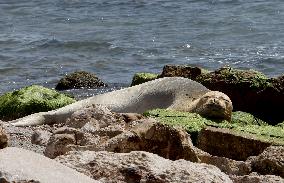 ISRAEL-TEL AVIV-MEDITERRANEAN MONK SEAL